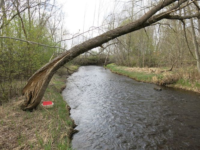 Maakond: Harjumaa Veekogu nimi: Pirita jõgi Pildistamise aeg: 29. aprill 2014 Pildistaja: H. Timm Pildistamise koht: Sae Asimuut: