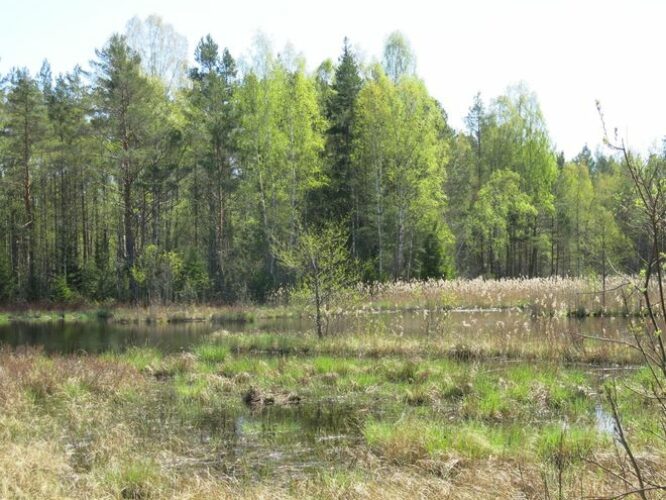 Maakond: Hiiumaa Veekogu nimi: Põhjata auk Pildistamise aeg: 15. mai 2014 Pildistaja: H. Timm Pildistamise koht: teadmata Asimuut: