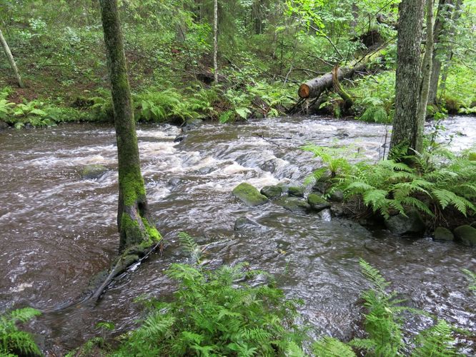 Maakond: Harjumaa Veekogu nimi: Pudisoo Pildistamise aeg: 26. august 2014 Pildistaja: H. Timm Pildistamise koht: Raudsilla Asimuut: