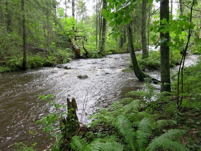 Maakond: Harjumaa Veekogu nimi: Pudisoo Pildistamise aeg: 26. august 2014 Pildistaja: H. Timm Pildistamise koht: Raudsilla Asimuut: