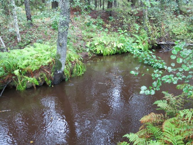 Maakond: Harjumaa Veekogu nimi: Pudisoo Pildistamise aeg: 26. august 2014 Pildistaja: H. Timm Pildistamise koht: Raudsilla Asimuut: