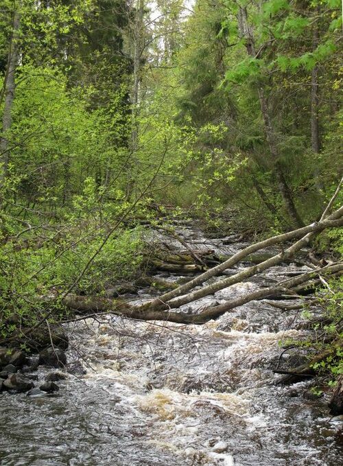 Maakond: Harjumaa Veekogu nimi: Pudisoo ja Kolga jõgi Pildistamise aeg: 16. mai 2012 Pildistaja: H. Timm Pildistamise koht: teadmata Asimuut: