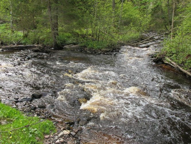 Maakond: Harjumaa Veekogu nimi: Pudisoo ja Kolga jõgi Pildistamise aeg: 16. mai 2012 Pildistaja: H. Timm Pildistamise koht: teadmata Asimuut: