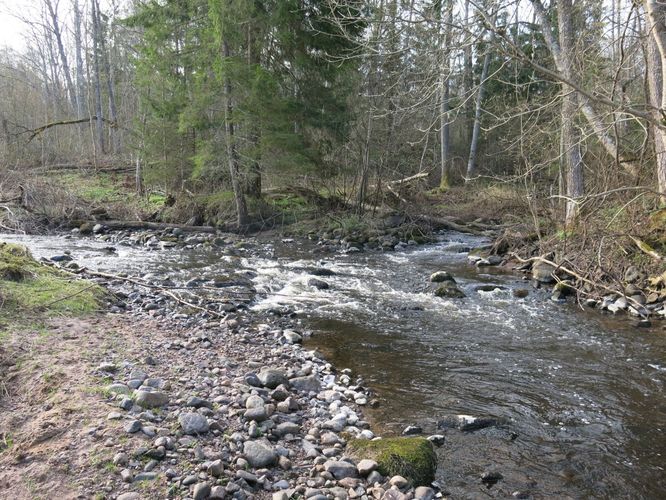 Maakond: Harjumaa Veekogu nimi: Pudisoo ja Kolga jõgi Pildistamise aeg: 27. aprill 2014 Pildistaja: H. Timm Pildistamise koht: Sae Asimuut: