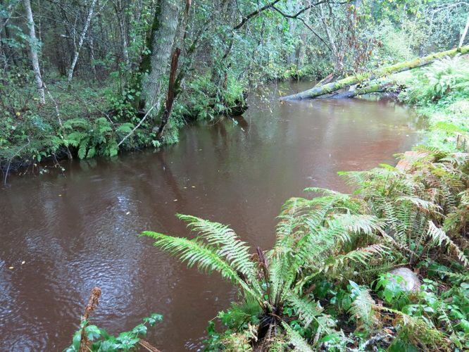 Maakond: Harjumaa Veekogu nimi: Pudisoo jõgi Pildistamise aeg: 26. august 2014 Pildistaja: H. Timm Pildistamise koht: Raudsilla Asimuut: