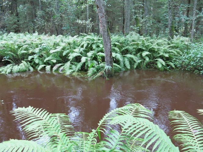 Maakond: Harjumaa Veekogu nimi: Pudisoo jõgi Pildistamise aeg: 27. august 2014 Pildistaja: H. Timm Pildistamise koht: ülalpool Raudsillat Asimuut: