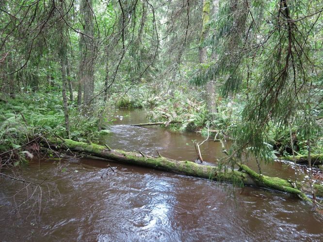 Maakond: Harjumaa Veekogu nimi: Pudisoo jõgi Pildistamise aeg: 27. august 2014 Pildistaja: H. Timm Pildistamise koht: ülalpool Raudsillat Asimuut: