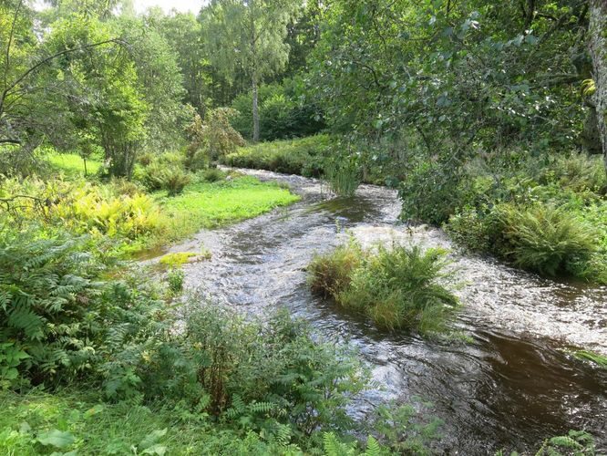 Maakond: Harjumaa Veekogu nimi: Pudisoo jõgi Pildistamise aeg: 27. august 2014 Pildistaja: H. Timm Pildistamise koht: Kalme Asimuut: