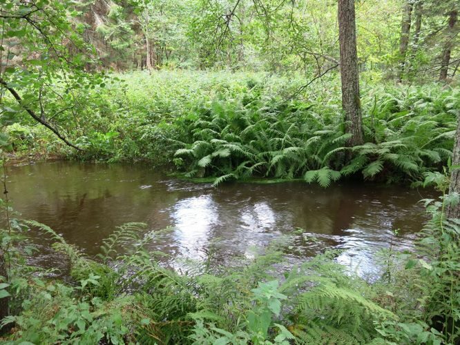 Maakond: Harjumaa Veekogu nimi: Pudisoo jõgi Pildistamise aeg: 27. august 2014 Pildistaja: H. Timm Pildistamise koht: enne Leedikõrvet Asimuut: