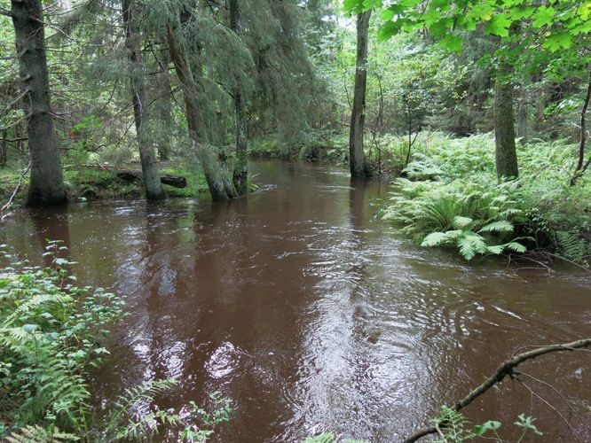 Maakond: Harjumaa Veekogu nimi: Pudisoo jõgi Pildistamise aeg: 27. august 2014 Pildistaja: H. Timm Pildistamise koht: ülalpool Raudsillat Asimuut: