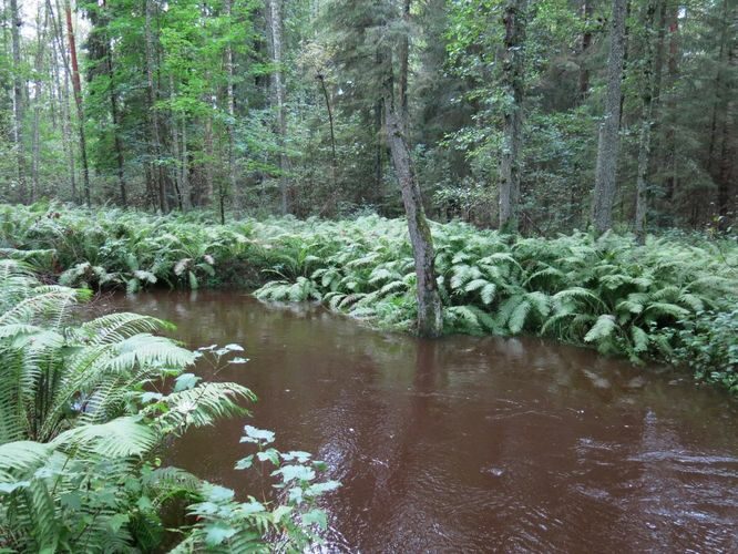 Maakond: Harjumaa Veekogu nimi: Pudisoo jõgi Pildistamise aeg: 27. august 2014 Pildistaja: H. Timm Pildistamise koht: ülalpool Raudsillat Asimuut: