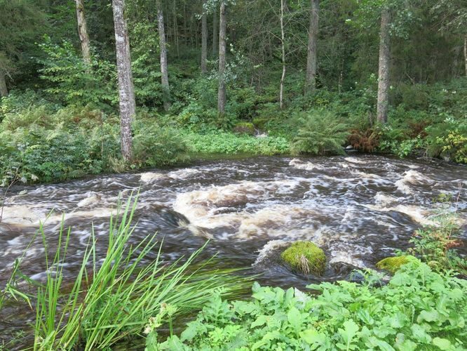 Maakond: Harjumaa Veekogu nimi: Pudisoo jõgi Pildistamise aeg: 27. august 2014 Pildistaja: H. Timm Pildistamise koht: Kalme Asimuut: