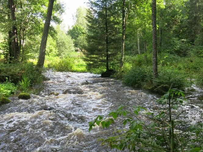 Maakond: Harjumaa Veekogu nimi: Pudisoo jõgi Pildistamise aeg: 27. august 2014 Pildistaja: H. Timm Pildistamise koht: Kalme Asimuut: