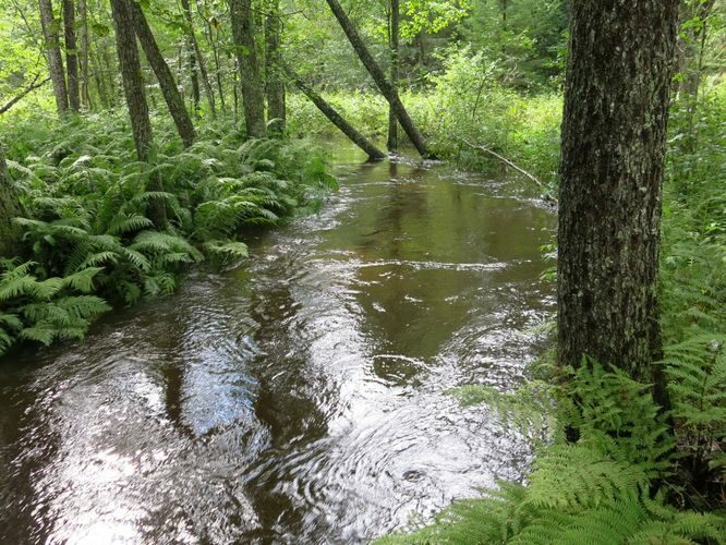 Maakond: Harjumaa Veekogu nimi: Pudisoo jõgi Pildistamise aeg: 27. august 2014 Pildistaja: H. Timm Pildistamise koht: enne Leedikõrvet Asimuut: