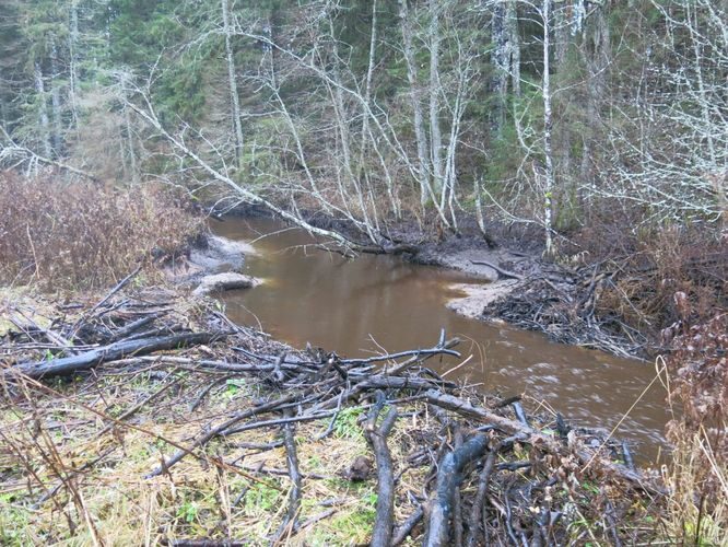 Maakond: Harjumaa Veekogu nimi: Pudisoo jõgi Pildistamise aeg: 11. november 2014 Pildistaja: H. Timm Pildistamise koht: Tõlde ja Kalme vahel Asimuut: