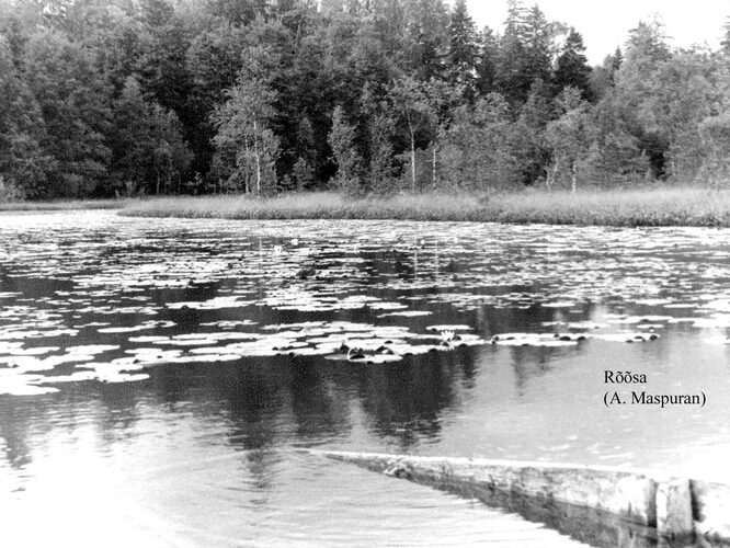 Maakond: Harjumaa Veekogu nimi: Rõõsa järv Pildistamise aeg: teadmata Pildistaja: A. Maspuran Pildistamise koht: teadmata Asimuut: