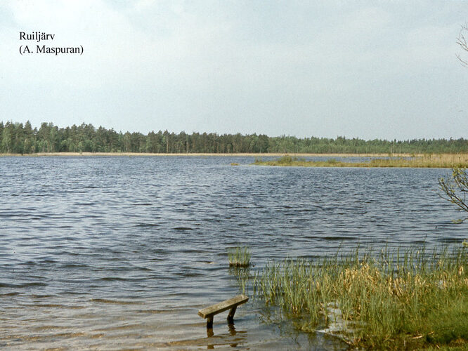 Maakond: Harjumaa Veekogu nimi: Ruiljärv Pildistamise aeg: teadmata Pildistaja: A. Maspuran Pildistamise koht: teadmata Asimuut: