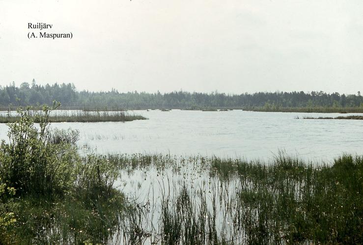 Maakond: Harjumaa Veekogu nimi: Ruiljärv Pildistamise aeg: teadmata Pildistaja: A. Maspuran Pildistamise koht: teadmata Asimuut: