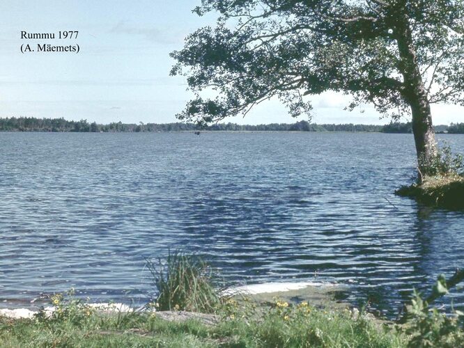 Maakond: Harjumaa Veekogu nimi: Rummu järv Pildistamise aeg: 1977 Pildistaja: A. Mäemets Pildistamise koht: teadmata Asimuut: