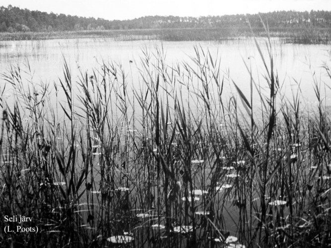 Maakond: Harjumaa Veekogu nimi: Seli järv Pildistamise aeg: teadmata Pildistaja: L. Poots (Eesti Looduse arhiiv) Pildistamise koht: teadmata Asimuut: