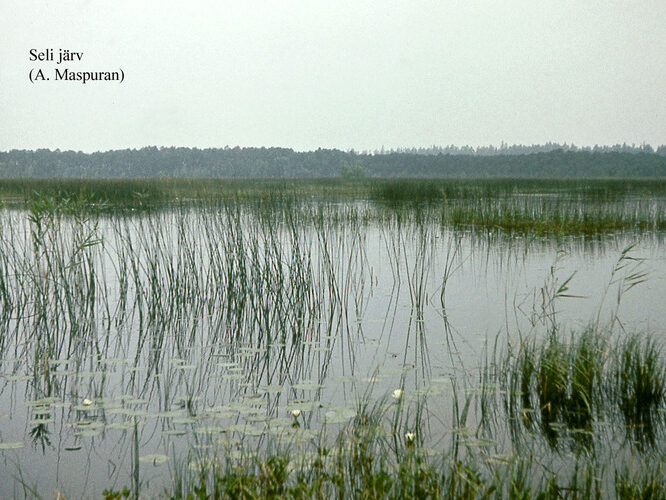 Maakond: Harjumaa Veekogu nimi: Seli järv Pildistamise aeg: teadmata Pildistaja: A. Maspuran Pildistamise koht: teadmata Asimuut: