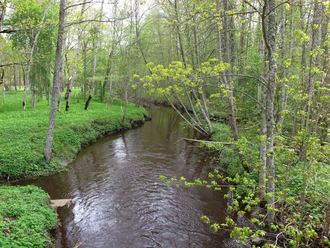 Maakond: Hiiumaa Veekogu nimi: Suuremõisa jõgi Pildistamise aeg: 16. mai 2011 Pildistaja: H. Timm Pildistamise koht: teadmata Asimuut: