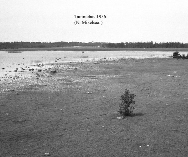 Maakond: Hiiumaa Veekogu nimi: Tammelais Pildistamise aeg: 1956 Pildistaja: N. Mikelsaar Pildistamise koht: teadmata Asimuut: