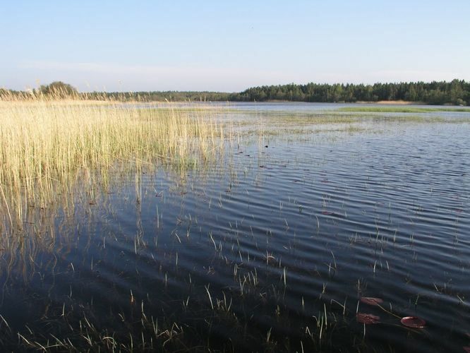 Maakond: Hiiumaa Veekogu nimi: Tammelais Pildistamise aeg: 24. mai 2003 Pildistaja: H. Timm Pildistamise koht: teadmata Asimuut: