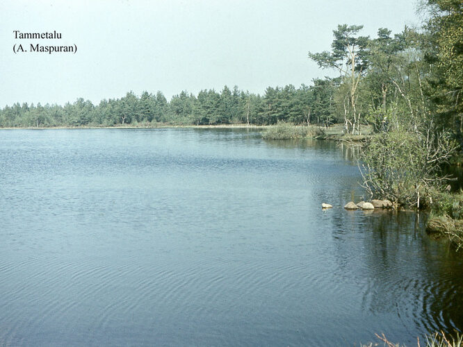 Maakond: Harjumaa Veekogu nimi: Tammetalu järv Pildistamise aeg: teadmata Pildistaja: A. Maspuran Pildistamise koht: teadmata Asimuut: