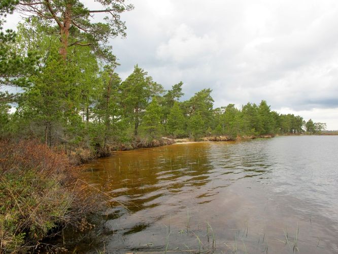 Maakond: Harjumaa Veekogu nimi: Tänavjärv Pildistamise aeg: 15. mai 2011 Pildistaja: H. Timm Pildistamise koht: teadmata Asimuut: