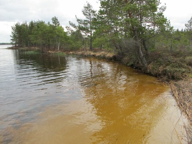 Maakond: Harjumaa Veekogu nimi: Tänavjärv Pildistamise aeg: 15. mai 2011 Pildistaja: H. Timm Pildistamise koht: teadmata Asimuut: