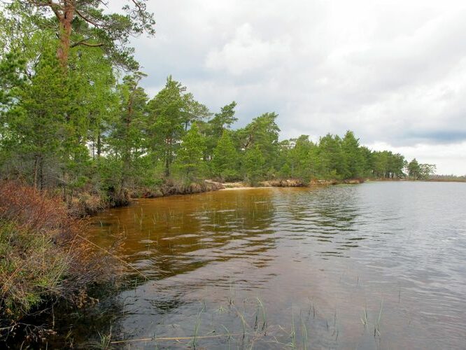 Maakond: Harjumaa Veekogu nimi: Tänavjärv Pildistamise aeg: 15. mai 2011 Pildistaja: H. Timm Pildistamise koht: teadmata Asimuut:Maakond: Harjumaa Veekogu nimi: Tänavjärv Pildistamise aeg: 15. mai 2011 Pildistaja: H. Timm Pildistamise koht: teadmata Asimuut: