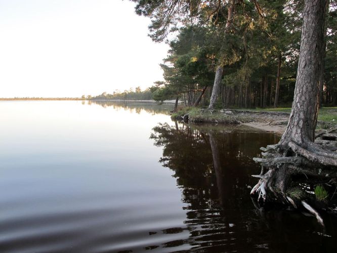 Maakond: Harjumaa Veekogu nimi: Tänavjärv Pildistamise aeg: 21. mai 2012 Pildistaja: H. Timm Pildistamise koht: teadmata Asimuut: