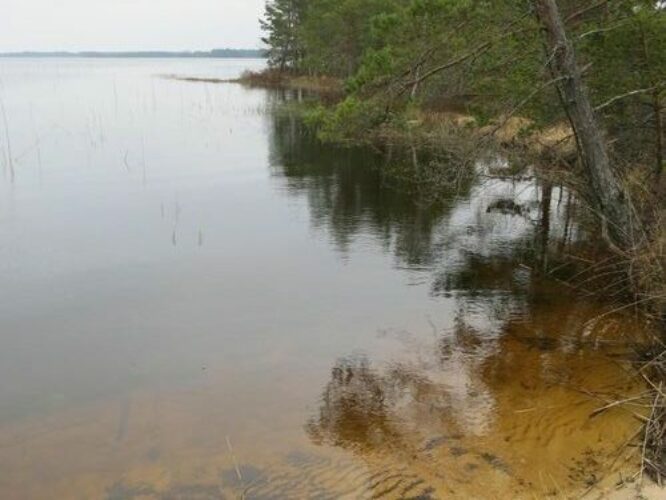 Maakond: Harjumaa Veekogu nimi: Tänavjärv Pildistamise aeg: 11. mai 2013 Pildistaja: H. Timm Pildistamise koht: teadmata Asimuut: