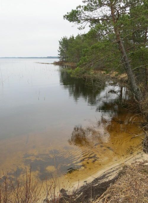 Maakond: Harjumaa Veekogu nimi: Tänavjärv Pildistamise aeg: 11. mai 2013 Pildistaja: H. Timm Pildistamise koht: teadmata Asimuut: