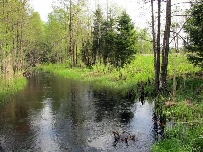 Maakond: Harjumaa Veekogu nimi: Tarvasjõgi Pildistamise aeg: 19. mai 2010 Pildistaja: H. Timm Pildistamise koht: Kreo Asimuut: