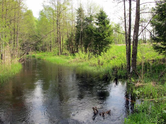 Maakond: Harjumaa Veekogu nimi: Tarvasjõgi Pildistamise aeg: 19. mai 2010 Pildistaja: H. Timm Pildistamise koht: Kreo Asimuut: