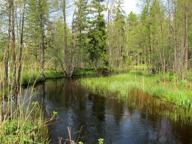 Maakond: Harjumaa Veekogu nimi: Tarvasjõgi Pildistamise aeg: 19. mai 2010 Pildistaja: H. Timm Pildistamise koht: Kreo Asimuut: