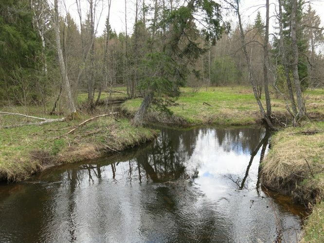 Maakond: Harjumaa Veekogu nimi: Tarvasjõgi Pildistamise aeg: 2. mai 2014 Pildistaja: H. Timm Pildistamise koht: Krani Asimuut: