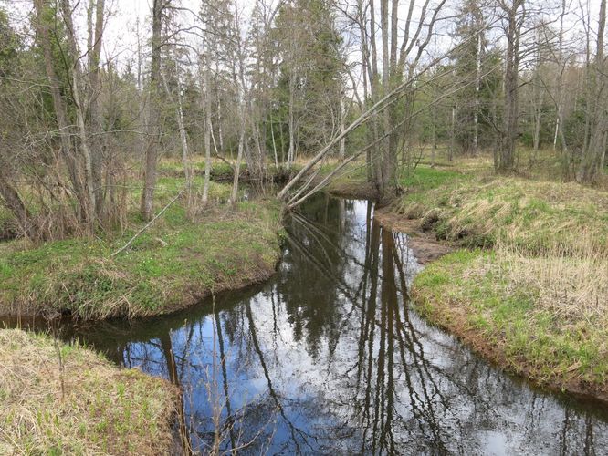 Maakond: Harjumaa Veekogu nimi: Tarvasjõgi Pildistamise aeg: 2. mai 2014 Pildistaja: H. Timm Pildistamise koht: Krani Asimuut: