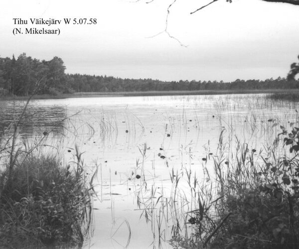 Maakond: Hiiumaa Veekogu nimi: Tihu Kolmas järv Pildistamise aeg: 5. juuli 1958 Pildistaja: N. Mikelsaar Pildistamise koht: W kaldalt Asimuut:
