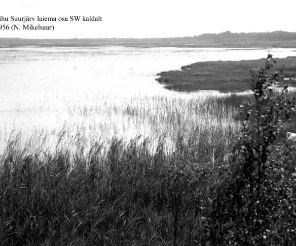 Maakond: Hiiumaa Veekogu nimi: Tihu Suurjärv Pildistamise aeg: 1956 Pildistaja: N. Mikelsaar Pildistamise koht: laiema osa SW kaldalt Asimuut: