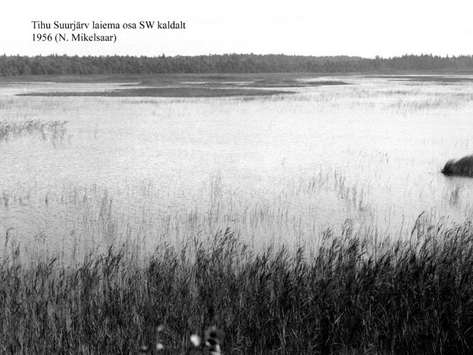 Maakond: Hiiumaa Veekogu nimi: Tihu Suurjärv Pildistamise aeg: 1956 Pildistaja: N. Mikelsaar Pildistamise koht: laiema osa SW kaldalt Asimuut: