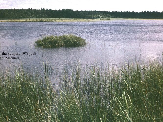 Maakond: Hiiumaa Veekogu nimi: Tihu Suurjärv Pildistamise aeg: juuli 1978 Pildistaja: A. Mäemets Pildistamise koht: teadmata Asimuut: