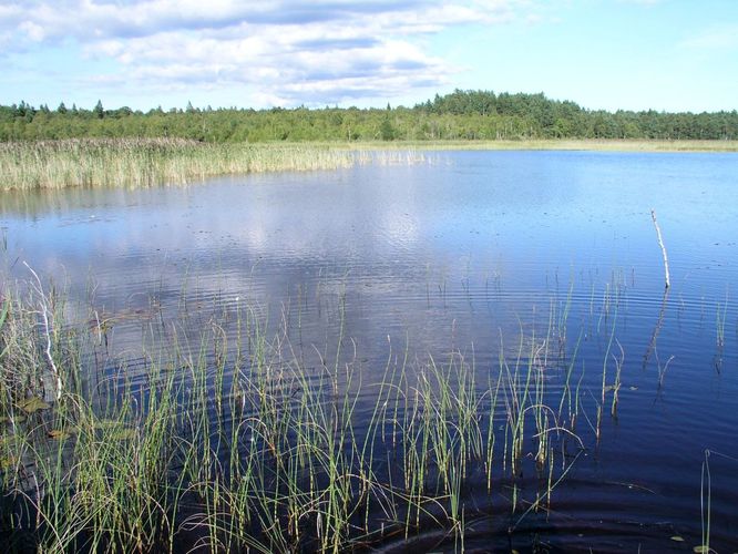 Maakond: Hiiumaa Veekogu nimi: Tihu Suurjärv Pildistamise aeg: august 2005 Pildistaja: H. Timm Pildistamise koht: teadmata Asimuut: