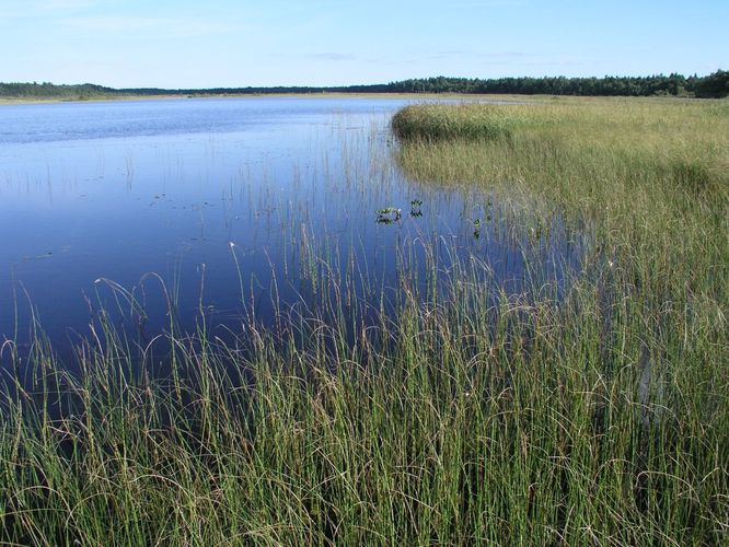 Maakond: Hiiumaa Veekogu nimi: Tihu Suurjärv Pildistamise aeg: august 2005 Pildistaja: H. Timm Pildistamise koht: teadmata Asimuut: