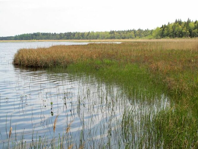 Maakond: Hiiumaa Veekogu nimi: Tihu Suurjärv Pildistamise aeg: 21. mai 2012 Pildistaja: H. Timm Pildistamise koht: teadmata Asimuut: