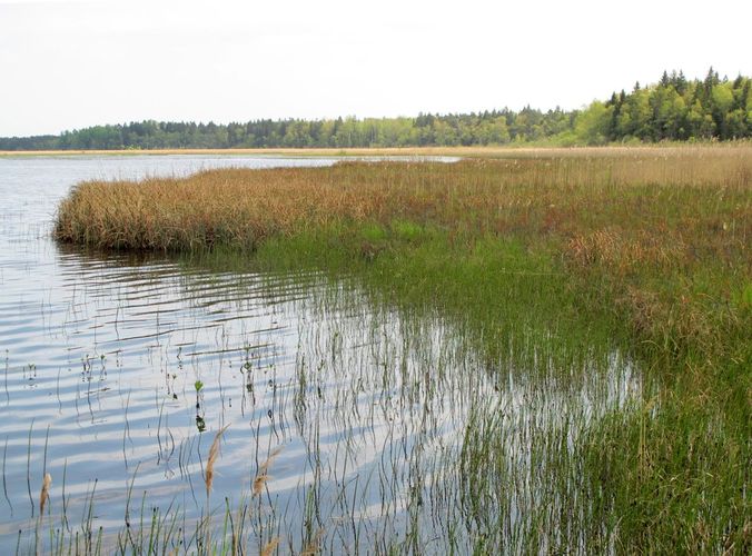 Maakond: Hiiumaa Veekogu nimi: Tihu Suurjärv Pildistamise aeg: 21. mai 2012 Pildistaja: H. Timm Pildistamise koht: teadmata Asimuut: