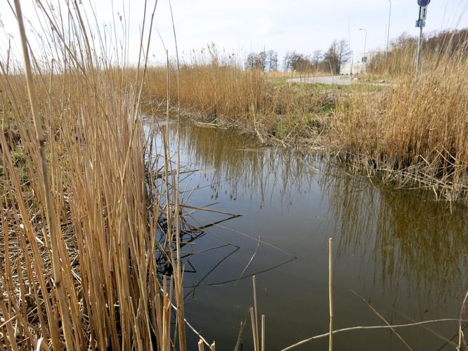 Maakond: Harjumaa Veekogu nimi: Tiskre oja Pildistamise aeg: 28. aprill 2014 Pildistaja: H. Timm Pildistamise koht: enne suuet Asimuut: