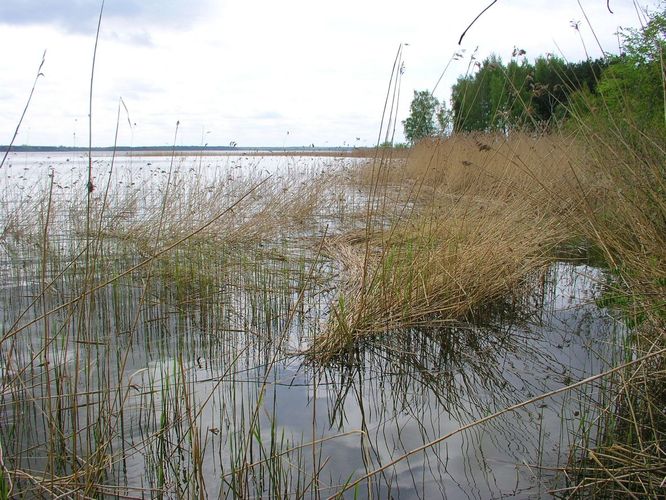 Maakond: Harjumaa Veekogu nimi: Ülemiste järv Pildistamise aeg: 16. oktoober 2009 Pildistaja: H. Timm Pildistamise koht: teadmata Asimuut: